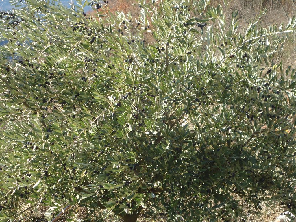 Appartamenti Camere Masi Brenta Rovereto  Exterior photo